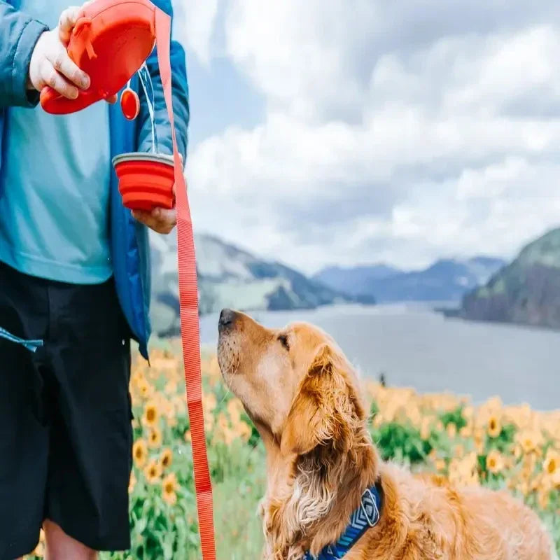 "Trela Coleira 4 em 1 para Pets: Segurança, Conforto e Versatilidade em Um Só Produto!"